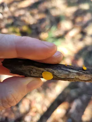 Dacrymyces chrysocomus 169668726