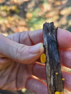 Dacrymyces chrysocomus 169668744