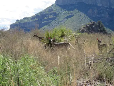 White-tailed deer in Big Bend National Park
