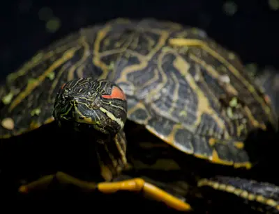 Turtle giving me the evil eye (5624407125)