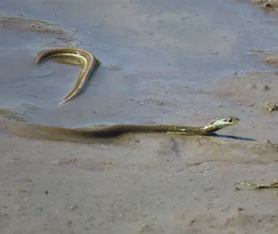 Thamnophis proximus orarius 206974151