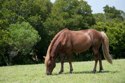 Assateague Island horses August 2009 2