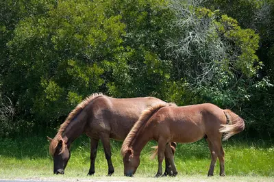 Assateague Island horses August 2009 1