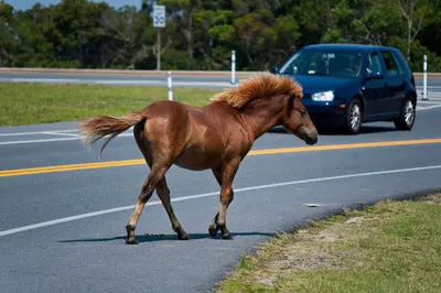 Assateague Island horses August 2009 4