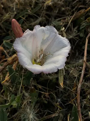 Convolvulus arvensis 152643644