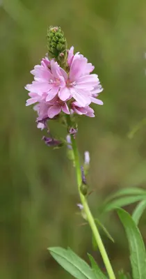 Oregon checkerbloom flowerstalk