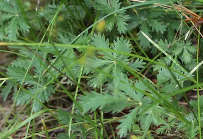 5-fingered cinquefoil Potentilla gracilis leaves