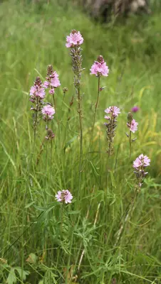 Oregon checkerbloom Sidalcea oregana ssp spicata plant