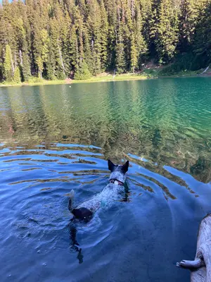Dog swims in Surprise Lake in Goat Rocks Wilderness