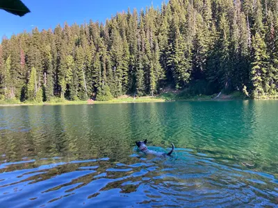 Dog swims in Surprise Lake in Goat Rocks Wilderness 02