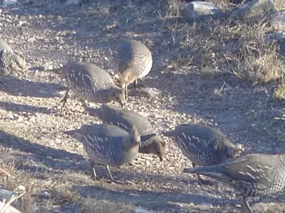 Scaled Quail at site ^3 - panoramio