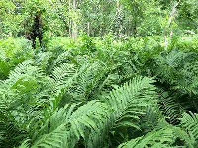 Green - panoramio (50)