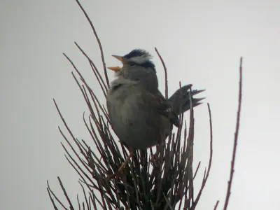 White Crowned Sparrow - Flickr - GregTheBusker