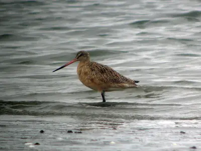 Marbled Godwit - Flickr - GregTheBusker