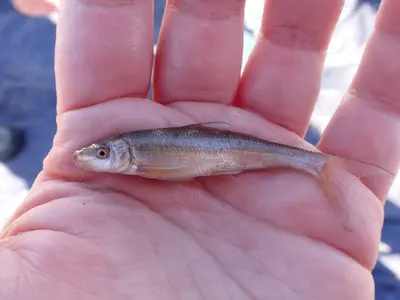 Cycleptus elongatus 243402329