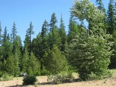 Clear lake (or)4