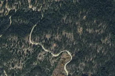Log Road Standing Dead