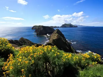 Yellow flowered plant on ocean bluff overlooking three islets and the surrounding ocean.