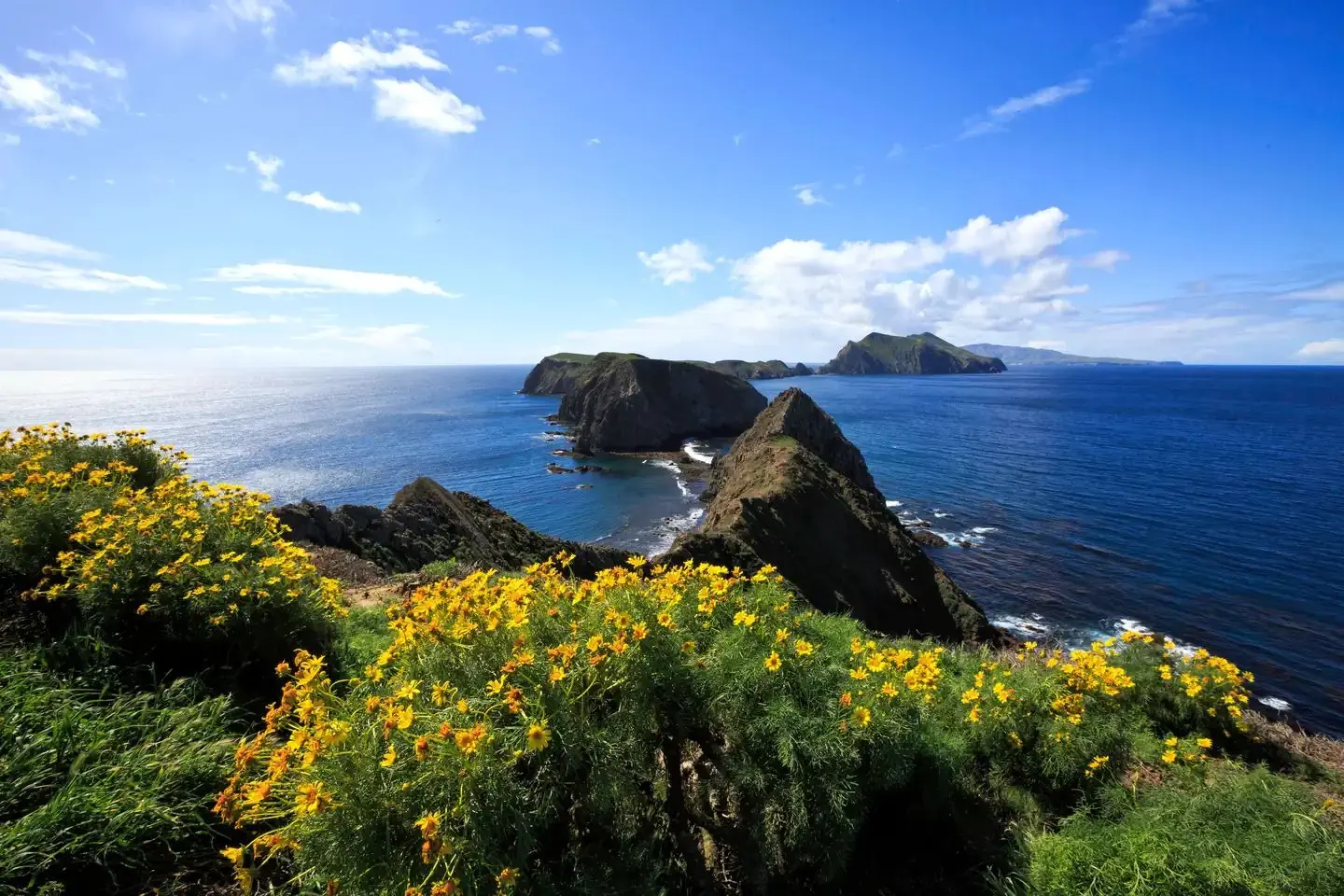Yellow flowered plant on ocean bluff overlooking three islets and the surrounding ocean.
