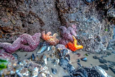 Starfish - Cannon Beach (213457447)