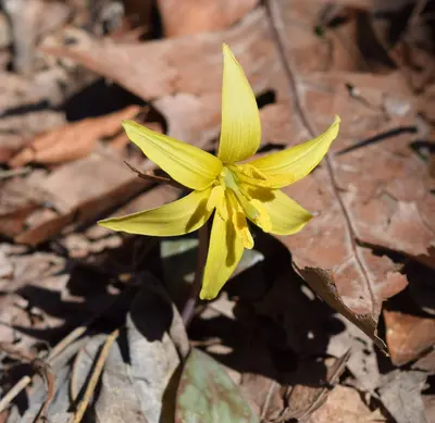 Erythronium rostratum Arkansas