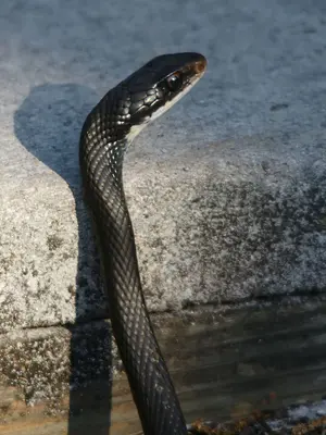 Coluber constrictor priapus (close)