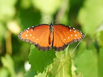 Danaus gilippus (top)