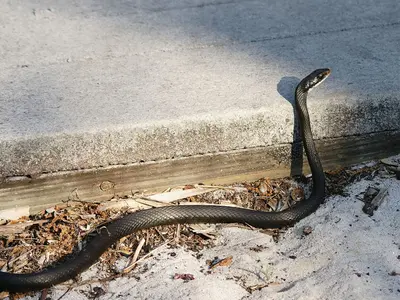 Coluber constrictor priapus