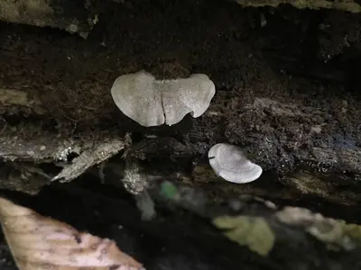 Entoloma undatum 91678094