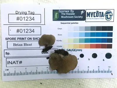 Entoloma undatum 91678074