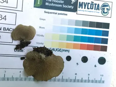 Entoloma undatum 91678107