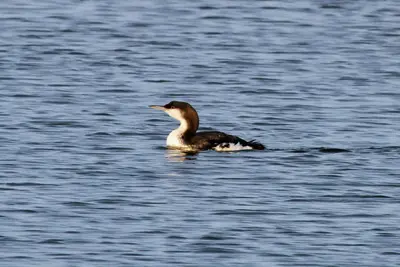 Pacific Loon - Flickr - GregTheBusker (1)