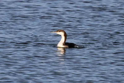 Pacific Loon - Flickr - GregTheBusker
