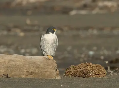 American Peregrine Falcon (Falco peregrinus) (10700651733)
