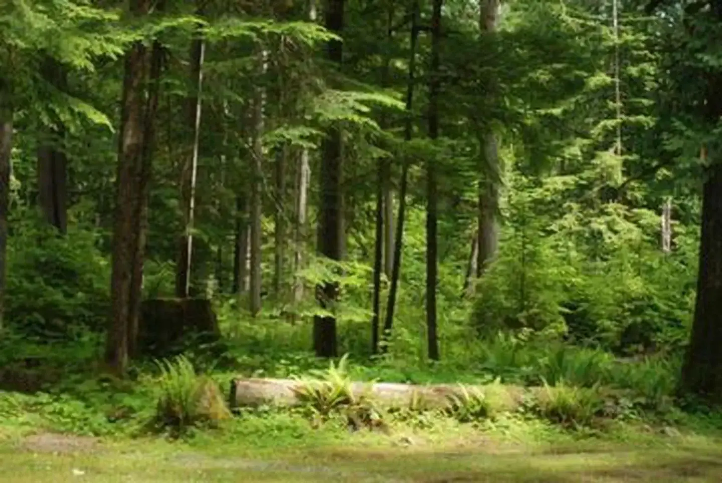 North Fork Bear Group Camp