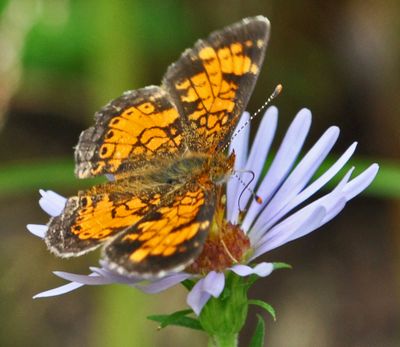 Northern Crescent (Phyciodes cocyta) (9702066383)