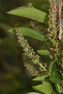 Prunus virginiana 4184