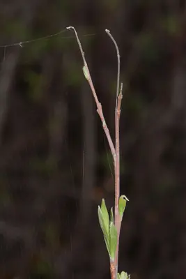 Salix exigua 4187