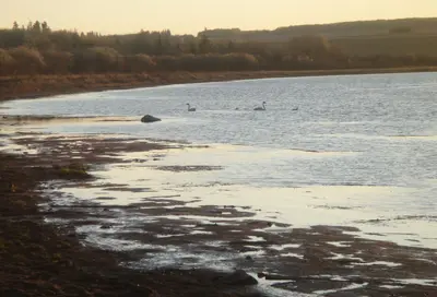 Saskatoon Lake Swans