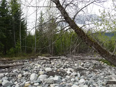 Scenery along Shore of Slocan Lake - New Denver - BC - Canada (17081942990) (2)