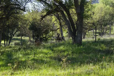 Oak Flat Campground - panoramio