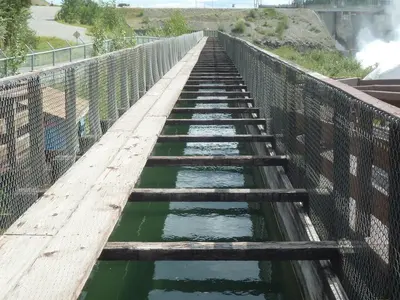 Fish Ladder (6000435497)