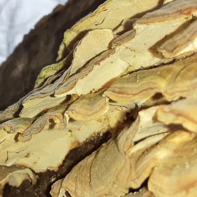Trametes versicolor 109044019