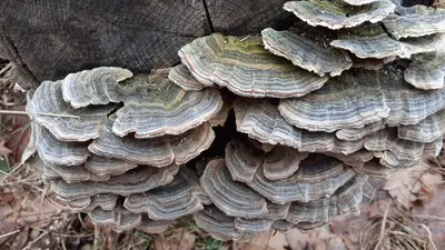 Trametes versicolor 109043990