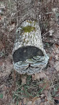 Trametes versicolor 109044007