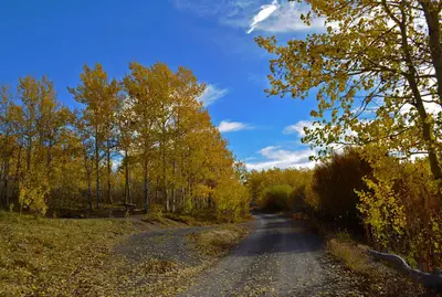 Aspens near Jackman Park Campground