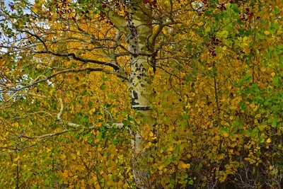 Aspen grove near Jackman Park Campground