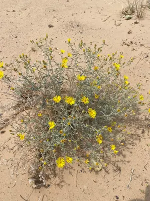 Heterotheca zionensis 138665101