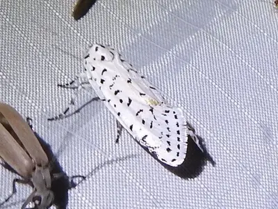 Cerathosia tricolor - inat 15974894