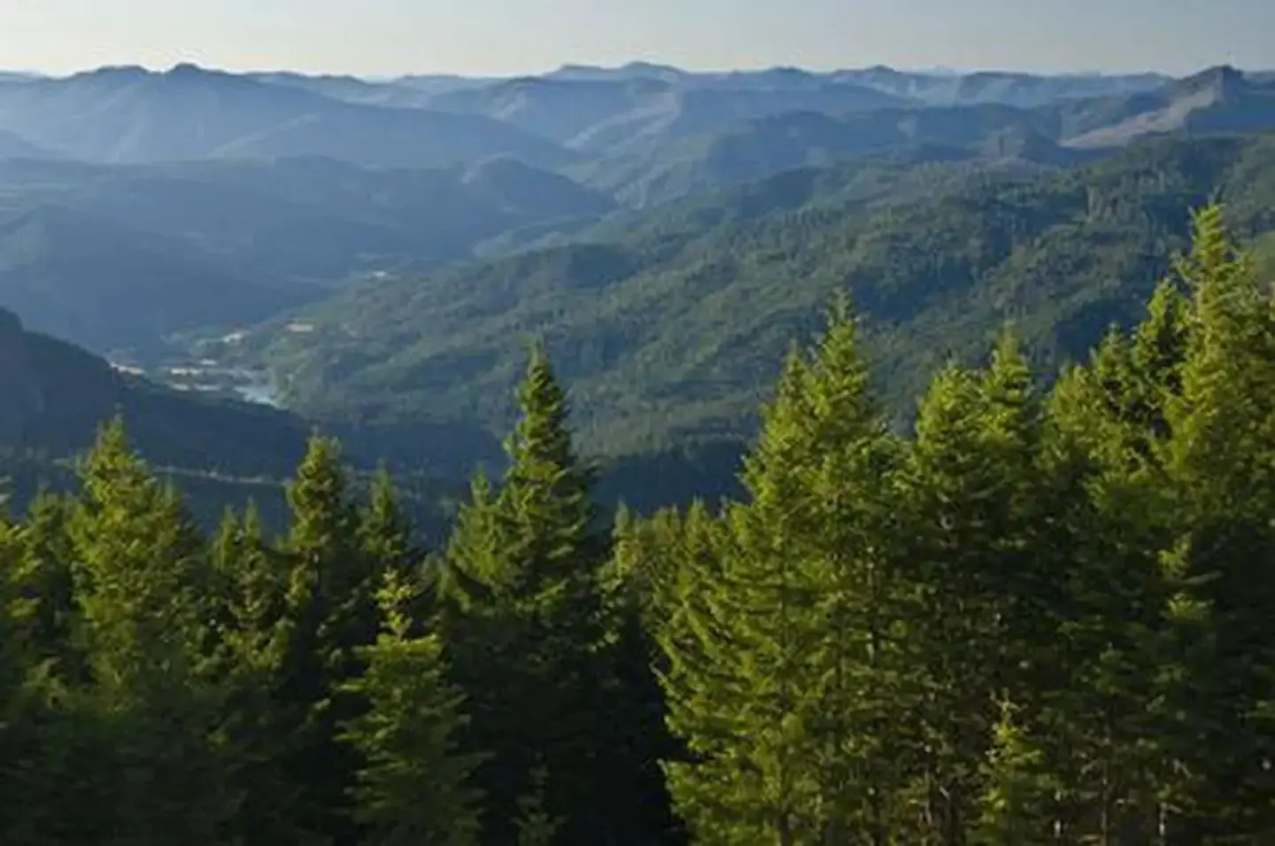 Mountain view with lake and fir trees.